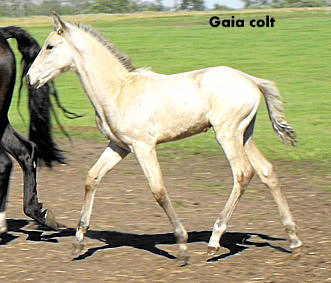 Possible Silver Andalusian 2010_017