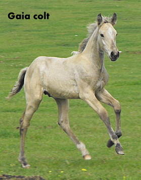 Possible Silver Andalusian 2010_018