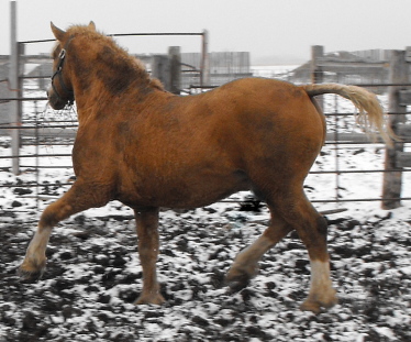 Rare PALOMINO "Curly" of Suffolk breeding 2010_110