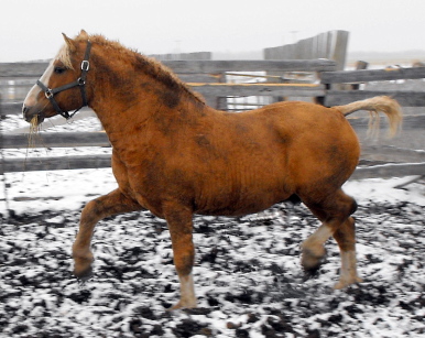 Rare PALOMINO "Curly" of Suffolk breeding 2010_111