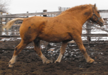 Rare PALOMINO "Curly" of Suffolk breeding 2010_112