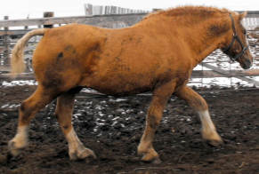 Rare PALOMINO "Curly" of Suffolk breeding 2010_113