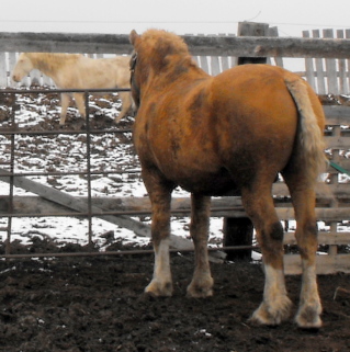 Rare PALOMINO "Curly" of Suffolk breeding 2010_114