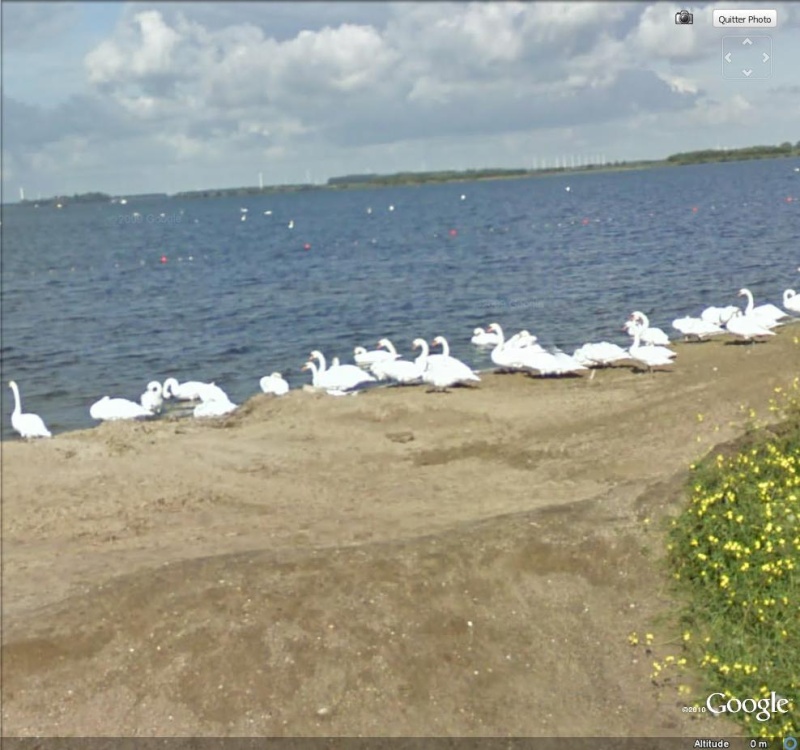 STREET VIEW : Volatiles divers Cignes10