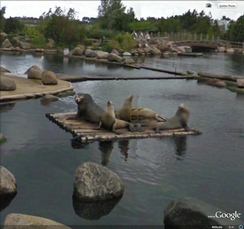 STREET VIEW : Les animaux - Page 3 Otarie10