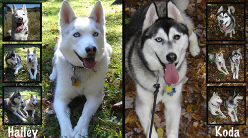 Difference Between Alaskan Husky & Siberian Husky? Hailey10