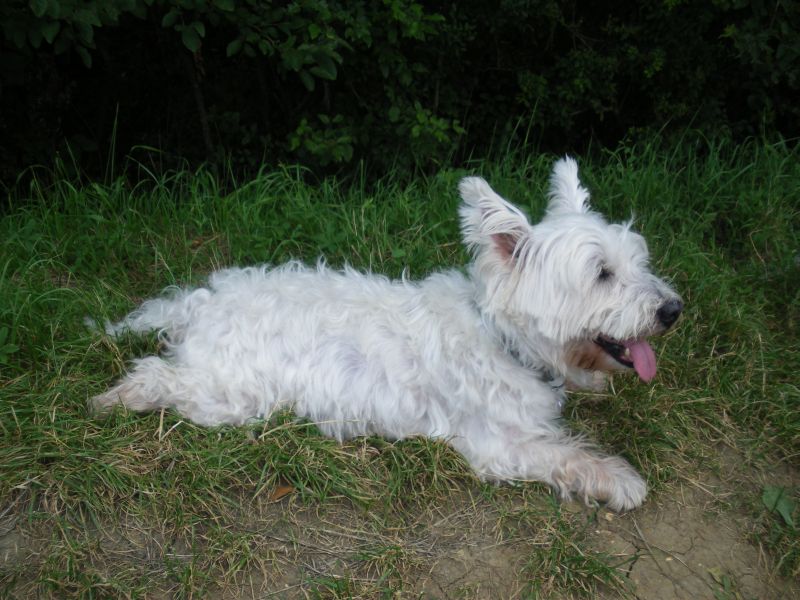 Urgent!!! Westie trés calme et calin! - Page 3 Imgp1211