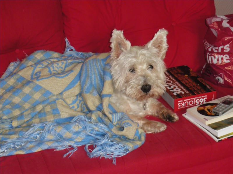 Urgent!!! Westie trés calme et calin! - Page 3 Imgp1323