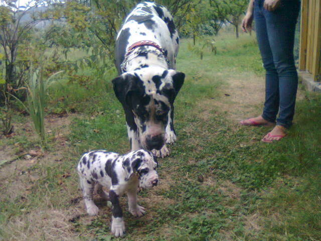 dogue - Ciao Bella Bigulla X J.Ch. Olimpiodoro dei monti del keraton (dogue allemand) - Page 4 Photo011