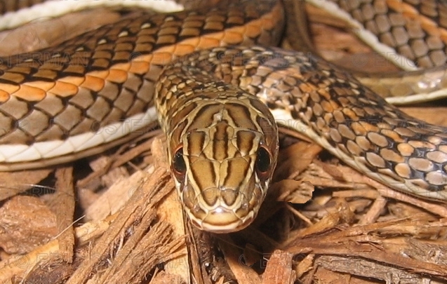 ثعبان الهارسين الأحمر Red Headed Snake 034010