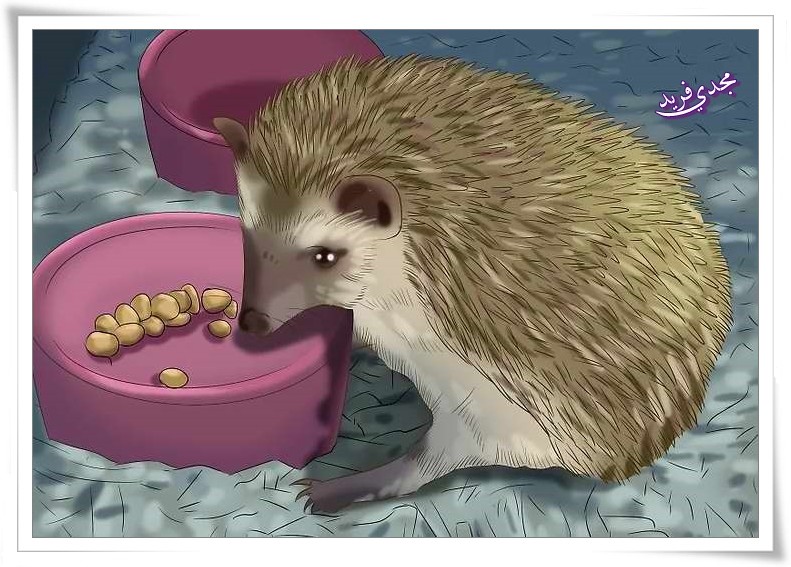  Auritus Hedgehog القنفذ المصري ويتميز بطول الأذنين 112