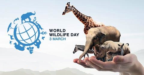 3 مارس من كل عام يحتفل  العالم باليوم العالمى للأحياء البرية  218