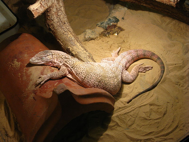 Varanus griseus ورل صحراوي 2_eao_10