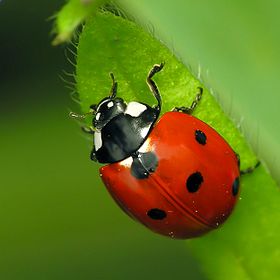الدعسوقيات أو الخنافس المنقطة (الاسم العلمي: Coccinellidoe) (بالإنجليزية: ladybug)  Aciao110