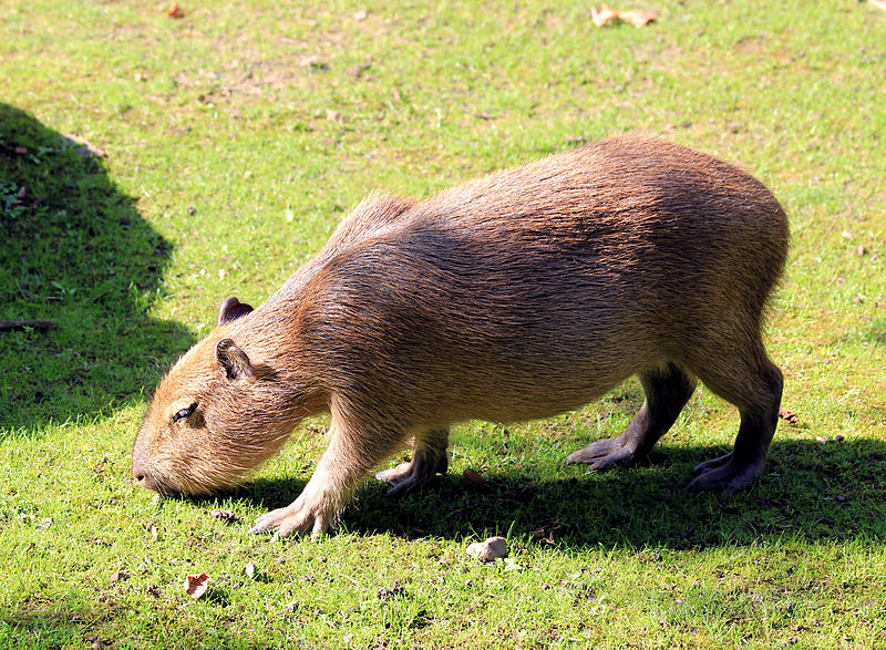 حيوان كابيبارا … اكبر القوارض في العالمCapybara  Capyba10