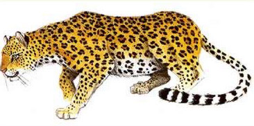 النمر المصري العربي (panthera pardus) Cats2010