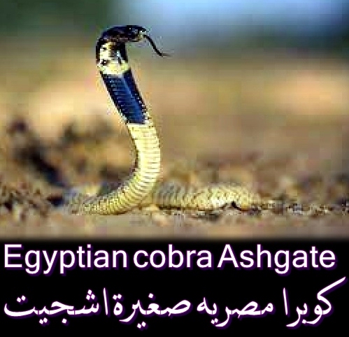   كوبرا مصريه صغيرة اشجيت  Egypti12