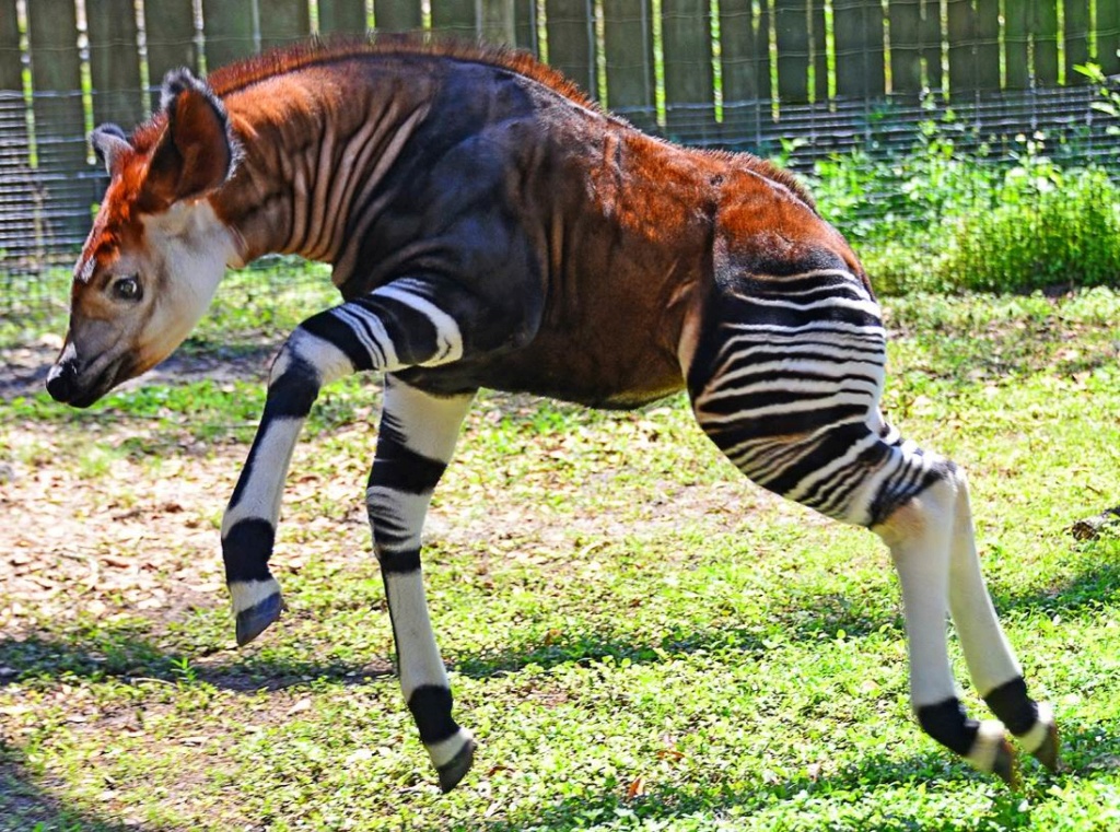 أوكابي هو نوع من الثدييات Okapi Image010