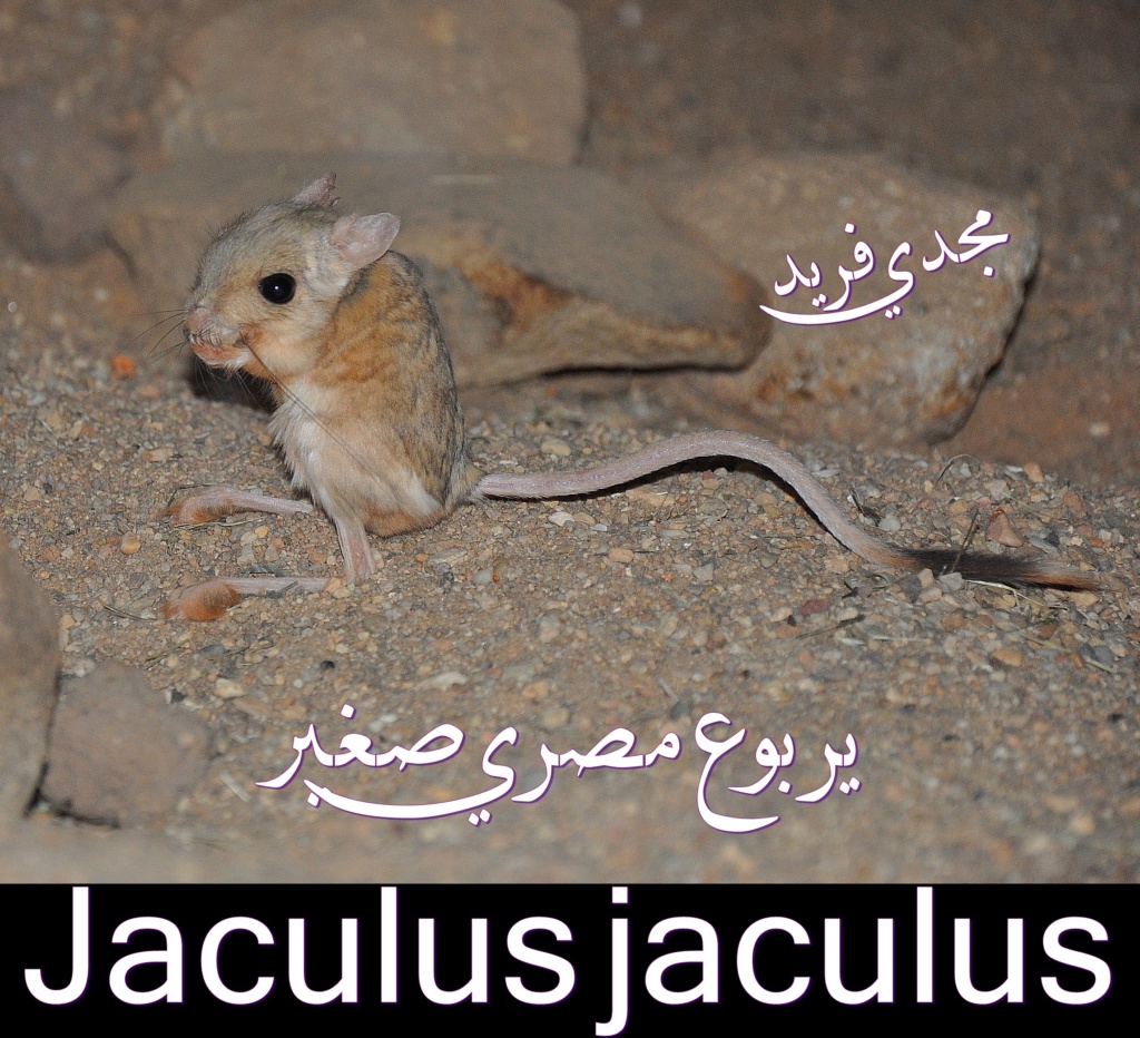 اليربوع المصري   Jaculu10