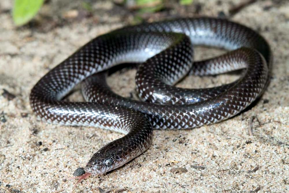 ثعبان الذئب Cape Wolf Snake or Spotted Wolf Snake Lycoph10