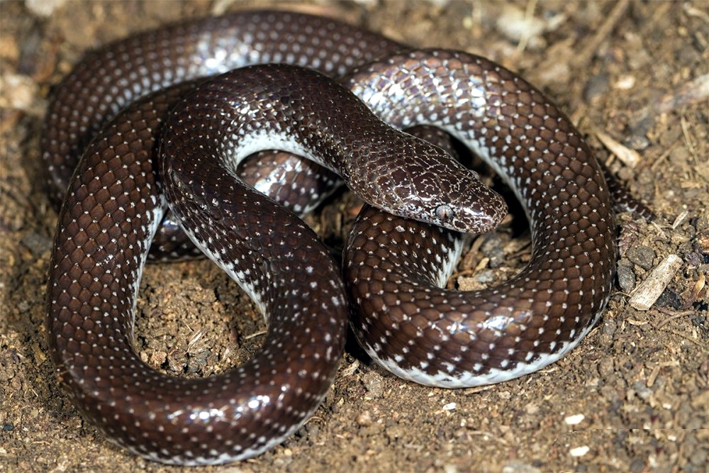 ثعبان الذئب Cape Wolf Snake or Spotted Wolf Snake Lycoph12