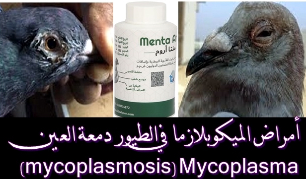 للوقاية من أمراض الميكوبلازما المنتا أروم Mycopl10
