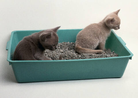 أفضل أنواع رمل القطط & وكيفية تدريب قطتك على استخدام الصندوق