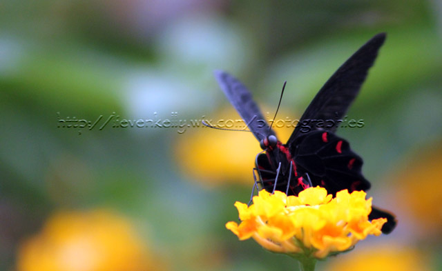 Papillon Papill11