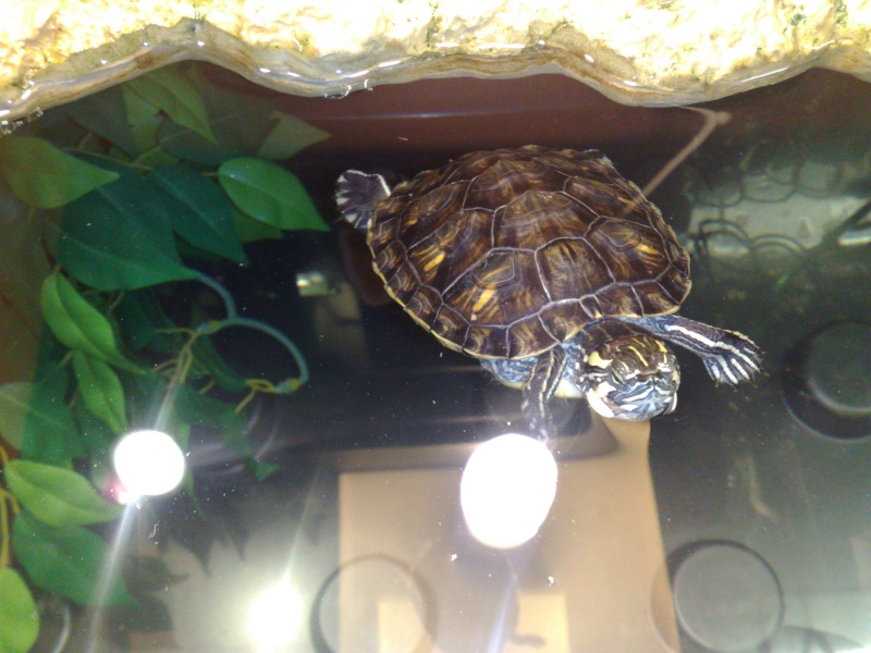 Mes tresors..mes tortues... 06082010