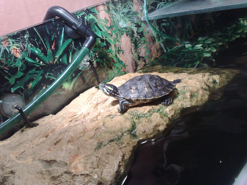 Mes tresors..mes tortues... 11082010