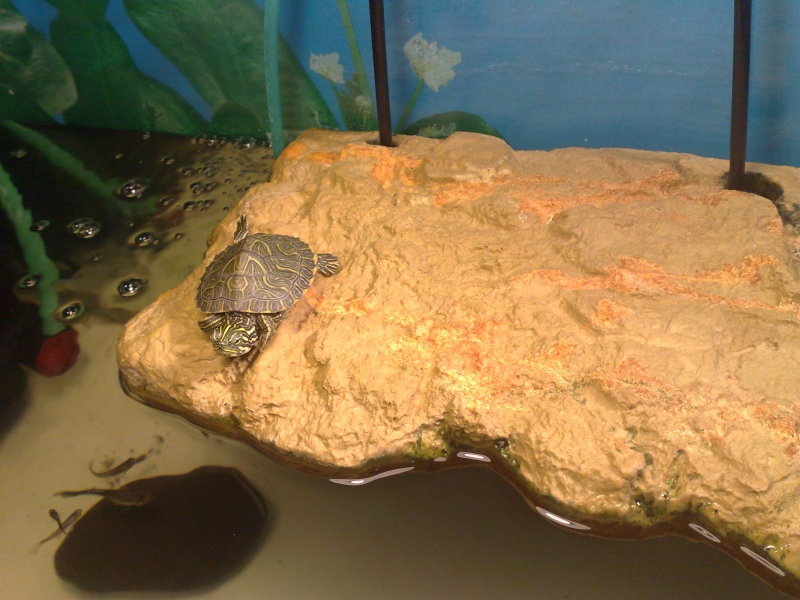 Mes tresors..mes tortues... 11082012