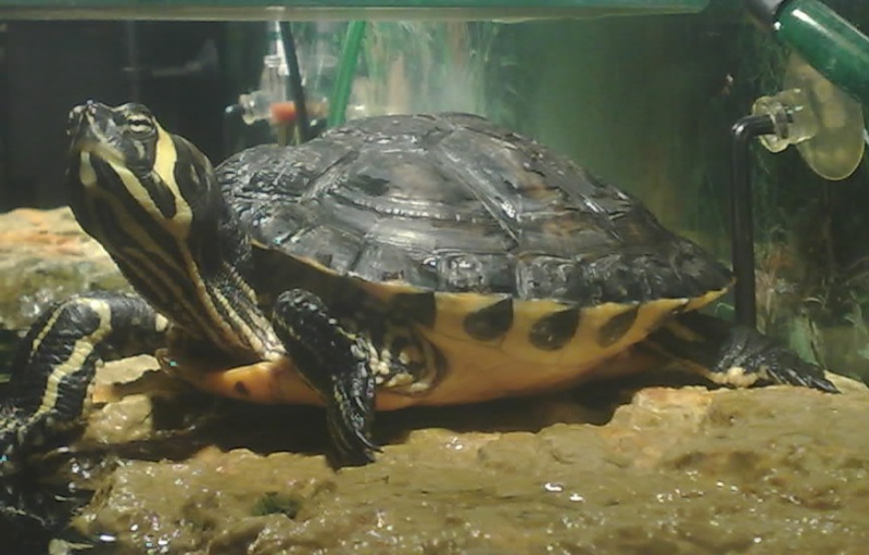 Mes tresors..mes tortues... 24072012