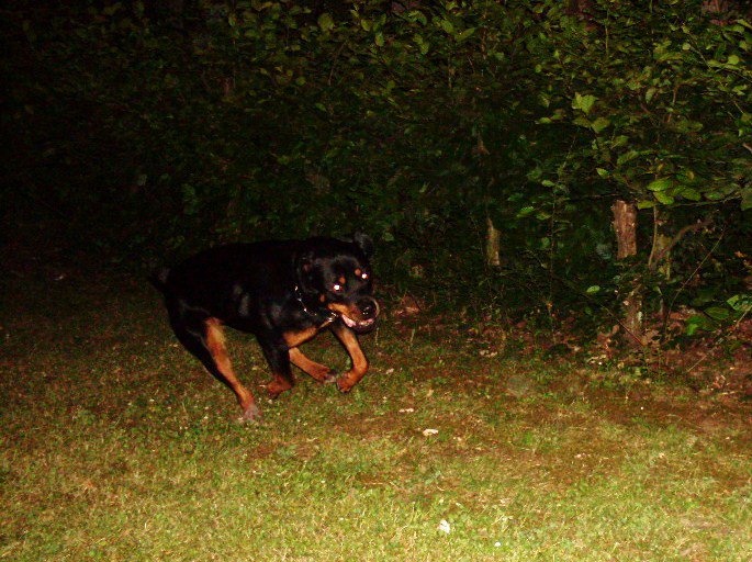 Je vous presente Xéna ma Rottweiler  Na_bmp12