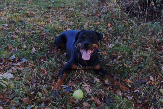 Je vous presente Xéna ma Rottweiler  Xena10