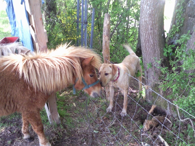 Concours photos : "Votre chien et son animal préféré". - Page 3 Photo010