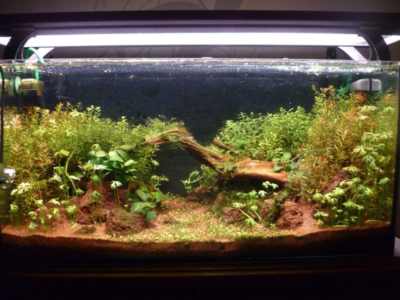 96L 1er essai aquascaping - Page 2 P1000814