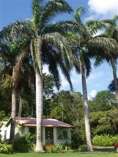 Boscobel Vacation Villa for rent in St Mary Jamaica Proper11