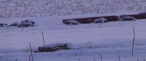 200 Dead Cows Found In Wisconsin R-dead10