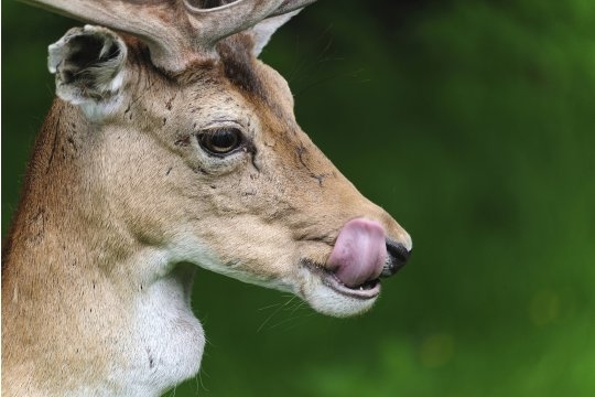 Des photos de tous les animaux que vous aimez Cerf-610