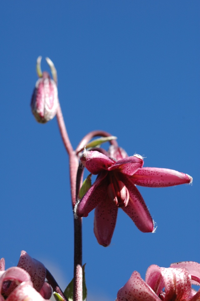 Jardin Alpin de Champex-Lac Lilium11