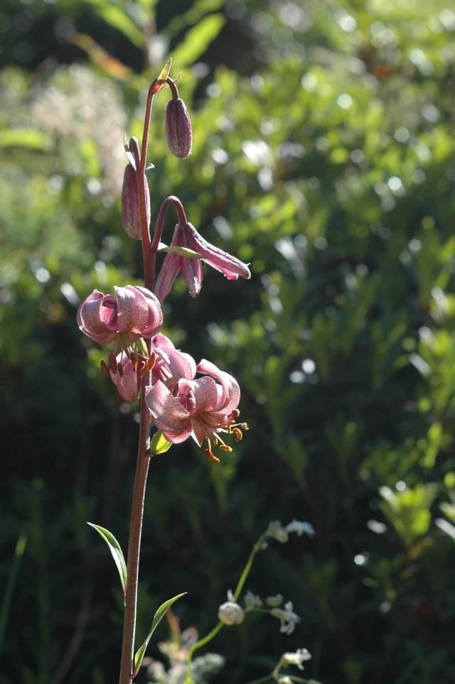 Jardin Alpin de Champex-Lac Lilium12