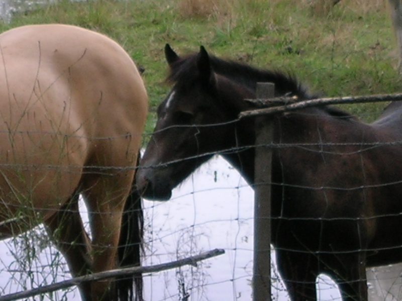 Camargue 02910