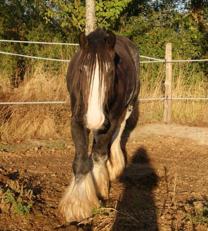 FABORGAS Etalon Irish Cob noir sabino agrée. News photos 5 ans  p 4 ! - Page 2 Dsc02612