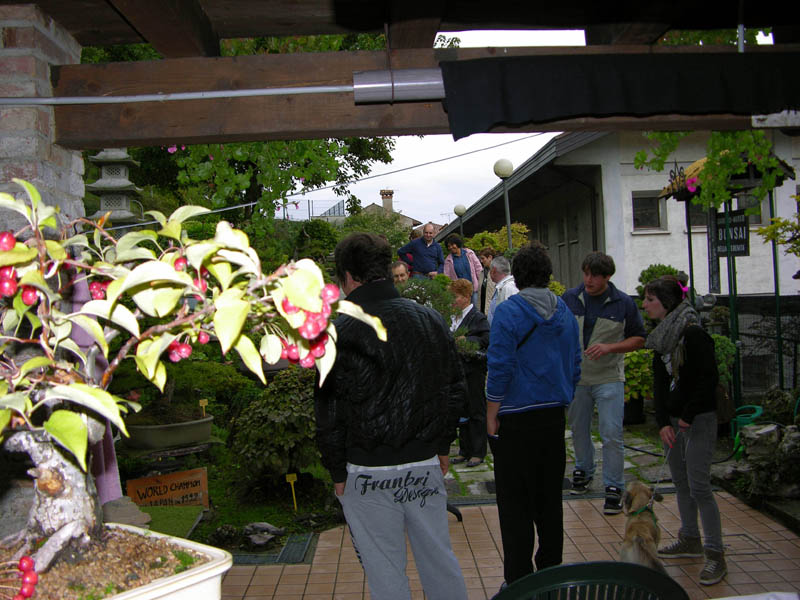MOSTRA DEL BONSAI del 30 settembre a TARZO. 2012mo13