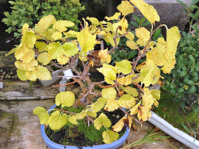 Autunno prime colorazioni Gelso210