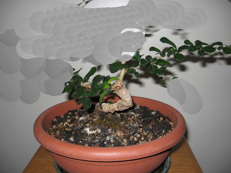 Carmona....il mio primo bonsai - Pagina 3 Gualty11