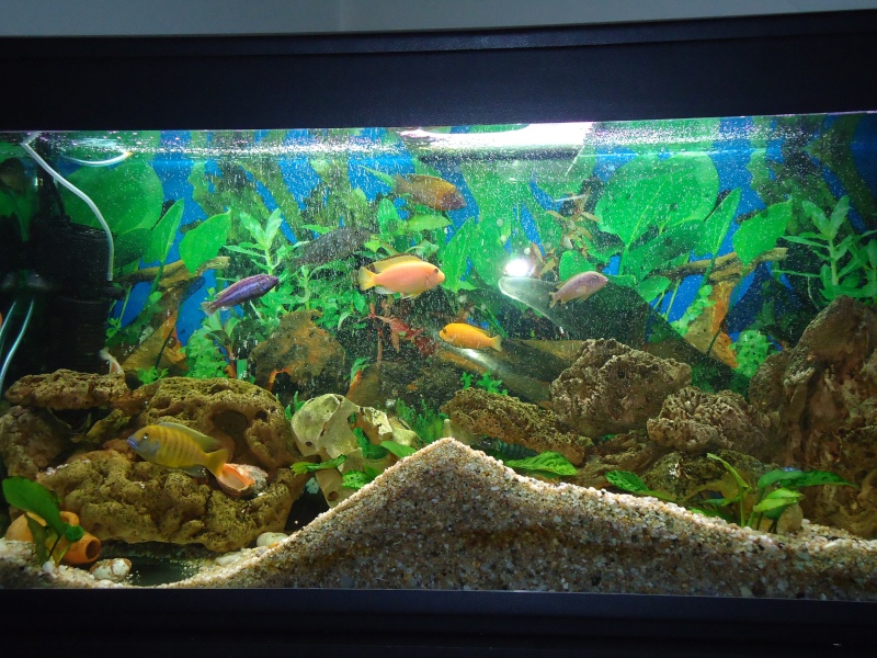 Mon aquarium RENA 220 l  Dsc00511