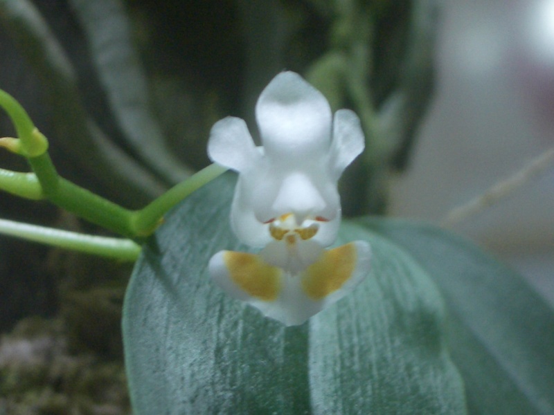 Phalaenopsis - My Phalaenopsis thailandica Gibbos11