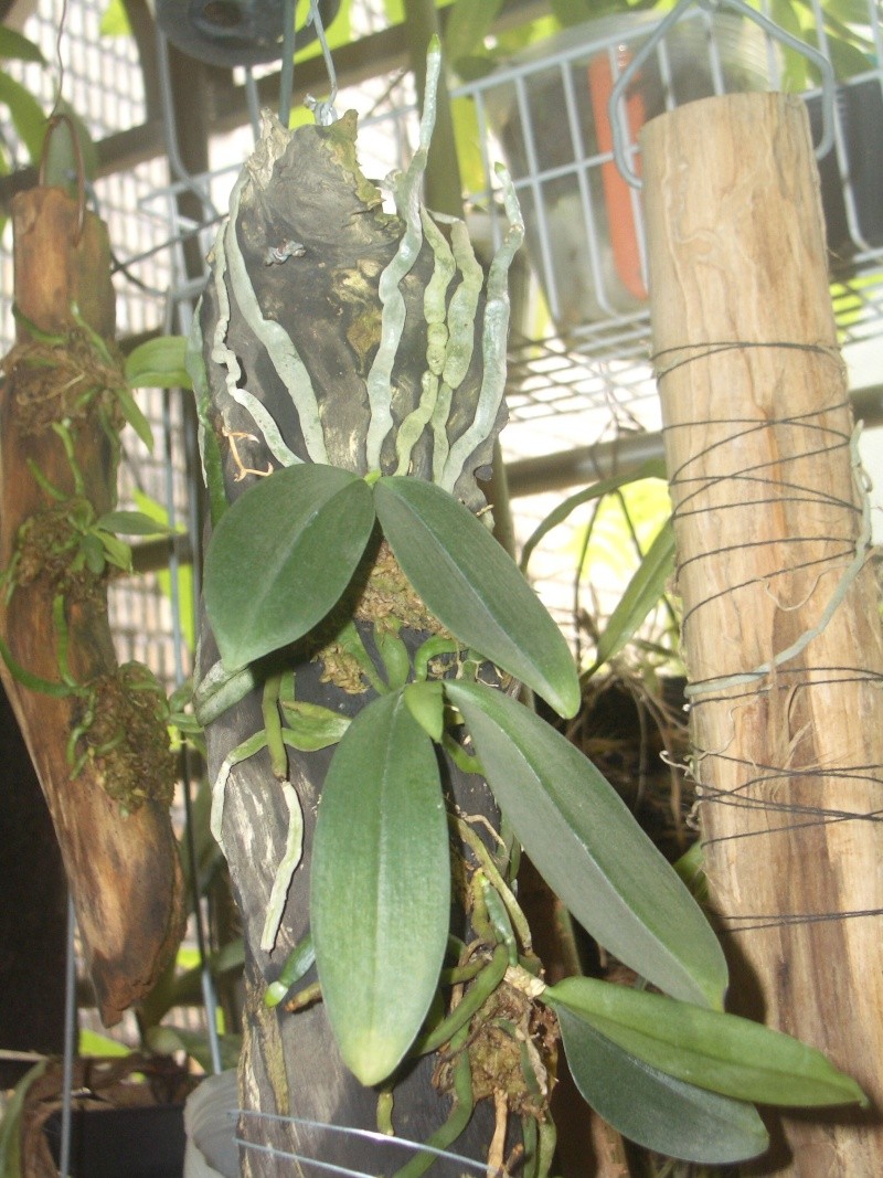 Phalaenopsis - My Phalaenopsis thailandica Gibbos12