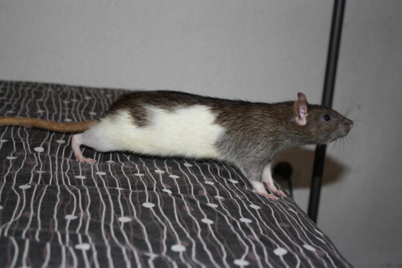 Rats à adopter [95] 5 males Meiko11